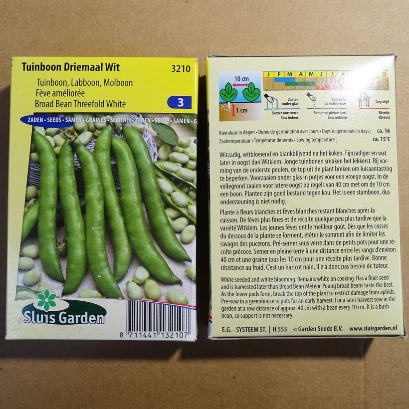Exemple de spécimen de Fève améliorée Driemaal Wit - Vicia faba Graines tel que livré
