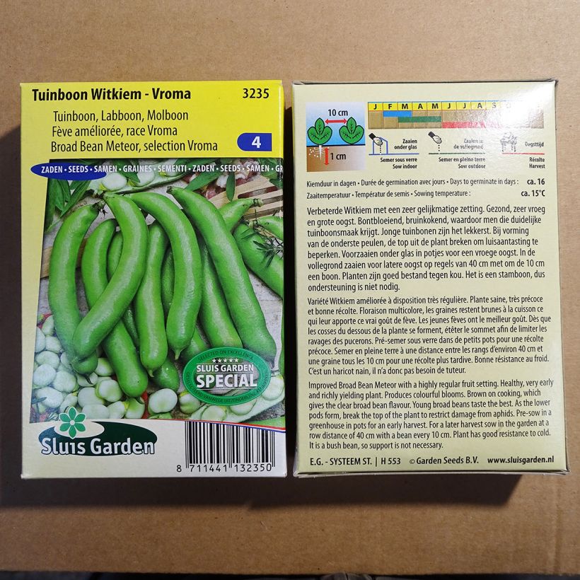 Exemple de spécimen de Fève améliorée Witkiem Vroma - Vicia faba Graines tel que livré