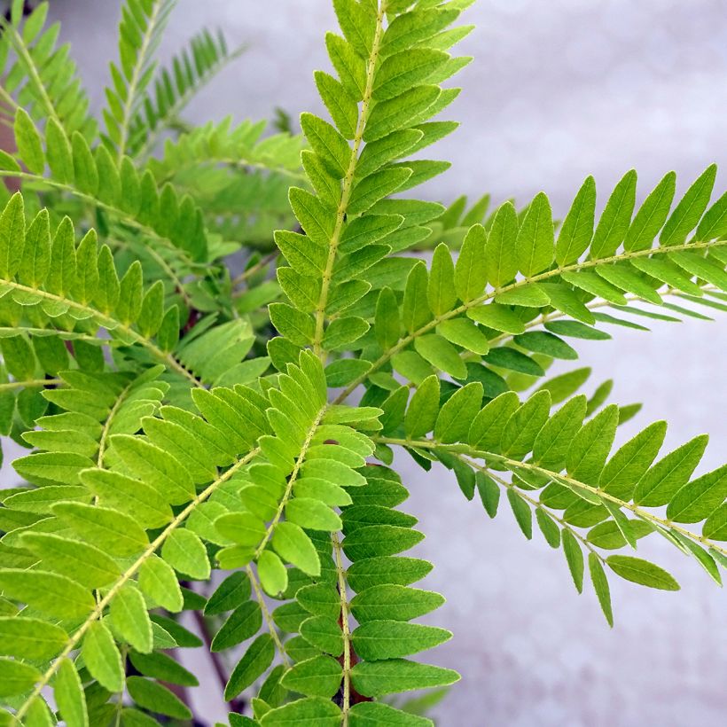 Févier d'Amérique doré - Gleditsia triacanthos Sunburst (Feuillage)