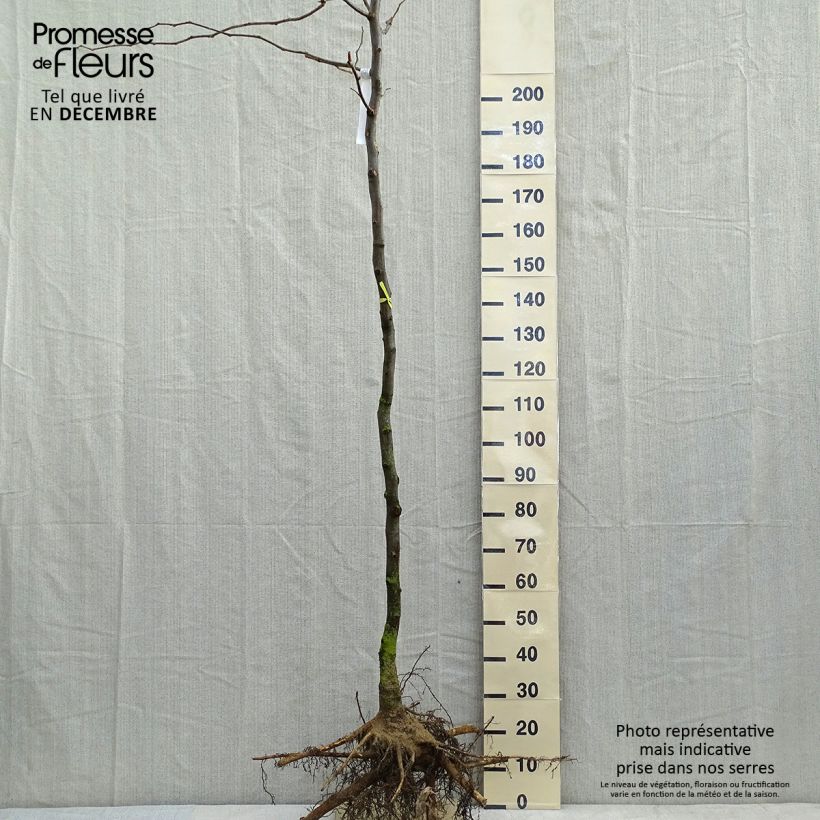 Spécimen de Févier d'Amérique doré - Gleditsia triacanthos Sunburst - Racines nues HT 8/10 tel que livré en hiver