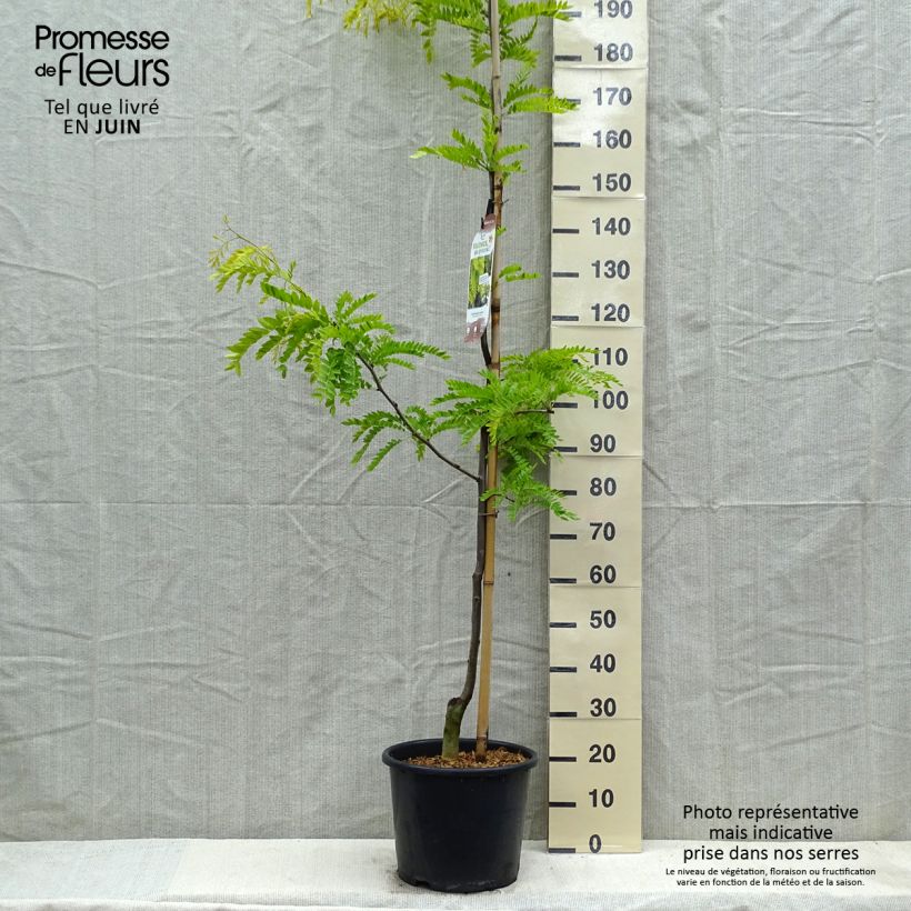 Spécimen de Févier d'Amérique doré - Gleditsia triacanthos Sunburst en pot de 15L tel que livré au printemps