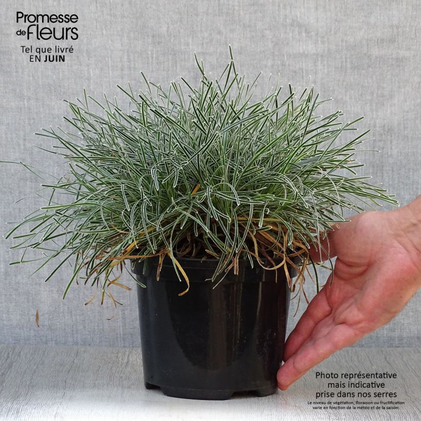 Spécimen de Ficinia truncata Ice Crystal - Ficinia givré Pot de 2L/3L tel que livré en été