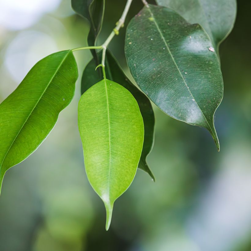 Ficus Exotica - Figuier pleureur (Feuillage)