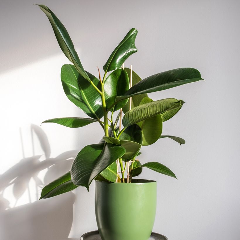 Ficus Robusta - Caoutchouc (Port)