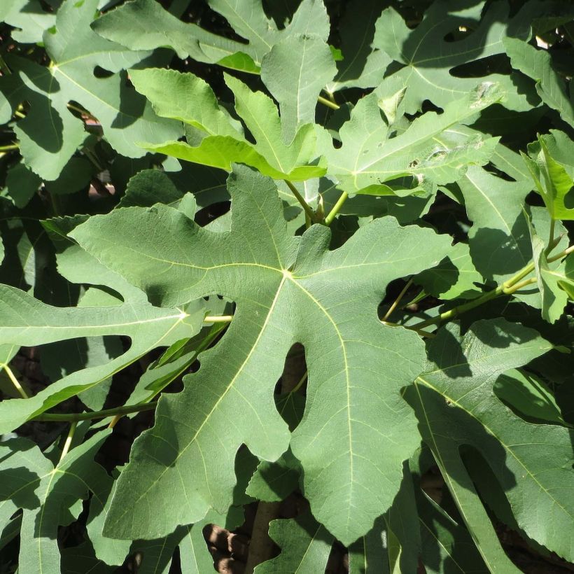 Figuier Gustissimo Perretta - Ficus carica (Feuillage)