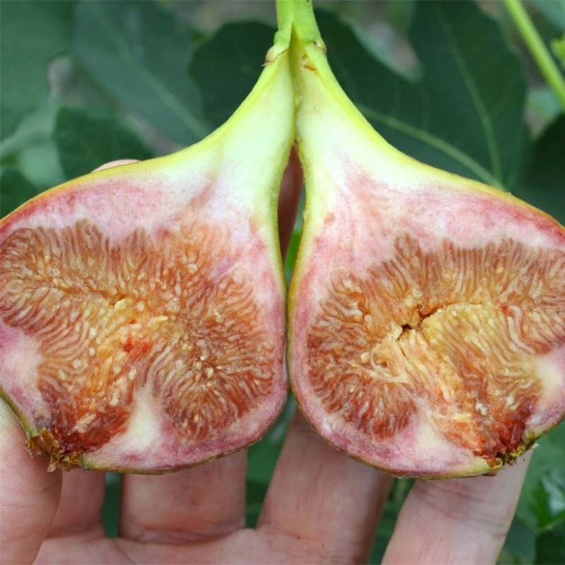 Figuier Gustissimo Perretta - Ficus carica (Récolte)