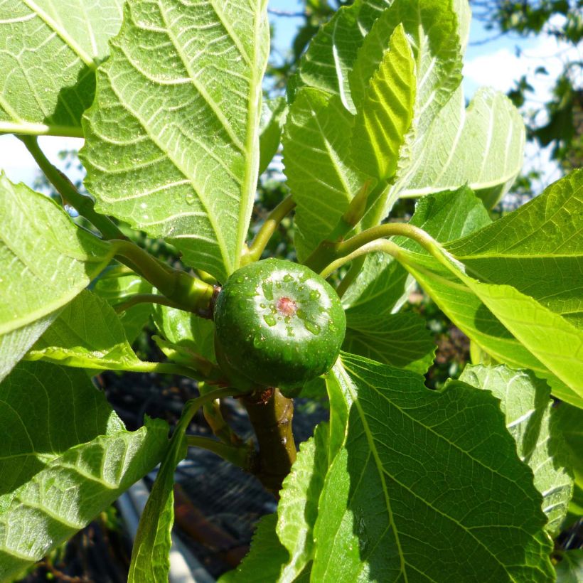 Figuier Jordan - Ficus carica (Récolte)