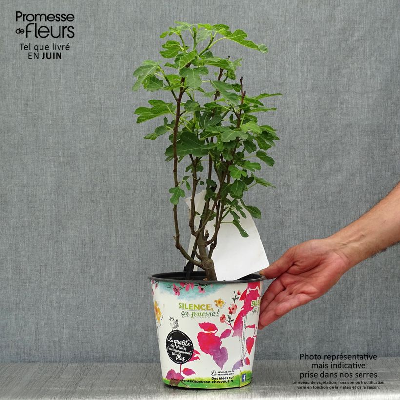 Spécimen de Figuier Brown Turkey Pot de 4L/5L, Scion tel que livré en été