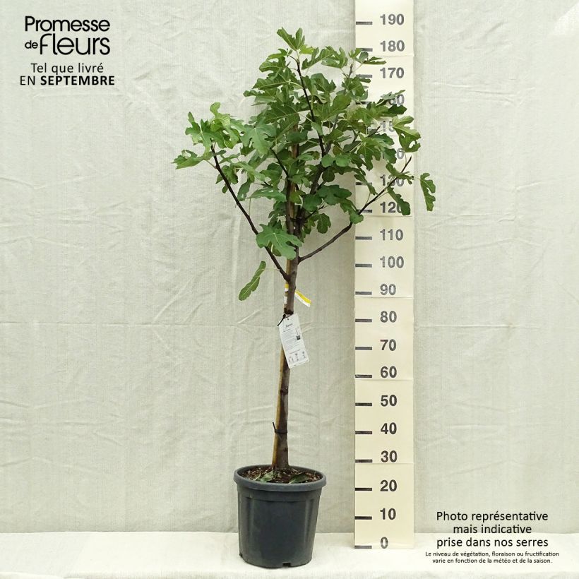 Spécimen de Figuier Marseillaise - Ficus carica    Pot de 12L/15L, Demi-Tige tel que livré en automne