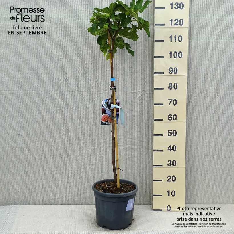 Spécimen de Figuier - Ficus carica Grise De Tarascon Pot de 12L/15L, Demi-Tige tel que livré en été