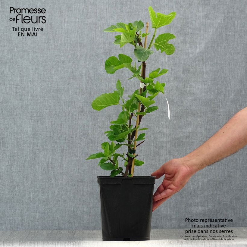 Spécimen de Figuier - Ficus carica Grise De Tarascon Touffe en pot de 4l/5l tel que livré au printemps