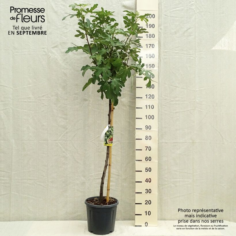 Spécimen de Figuier - Ficus carica Osborn's Prolific Pot de 12L/15L, Demi-Tige tel que livré en automne
