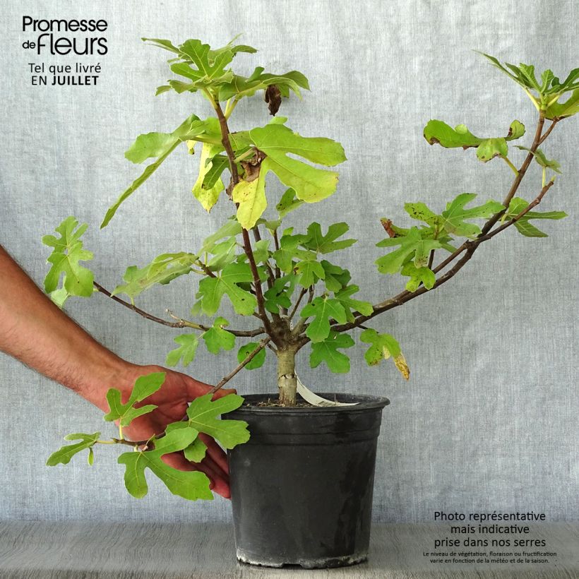 Spécimen de Figuier - Ficus carica Osborn's Prolific Pot de 4L/5L tel que livré en été