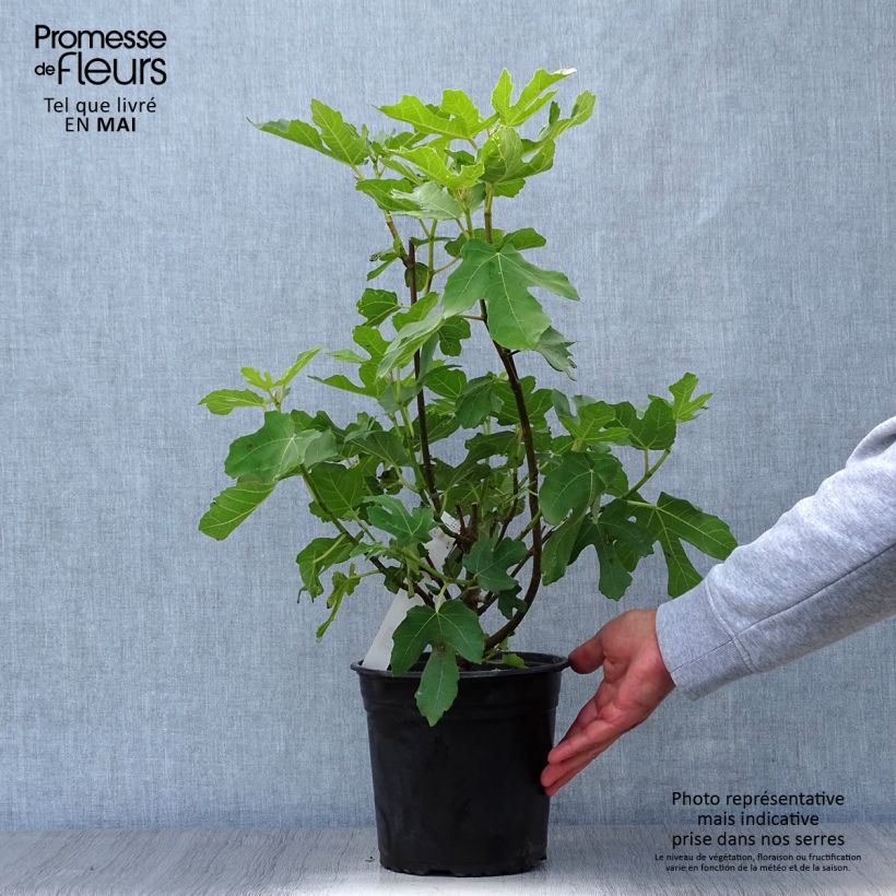 Spécimen de Figuier - Ficus carica Osborn's Prolific en pot de 4l/5l tel que livré au printemps
