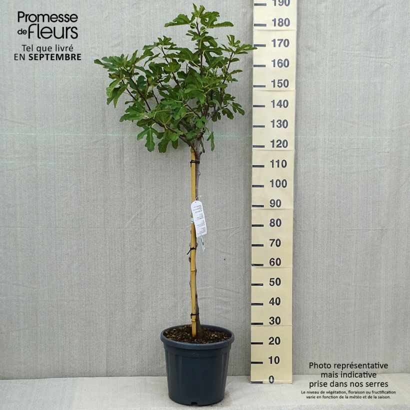 Spécimen de Figuier Ronde De Bordeaux - Ficus carica Pot de 7,5L/10L, Demi-Tige, Demi-tige tel que livré en été