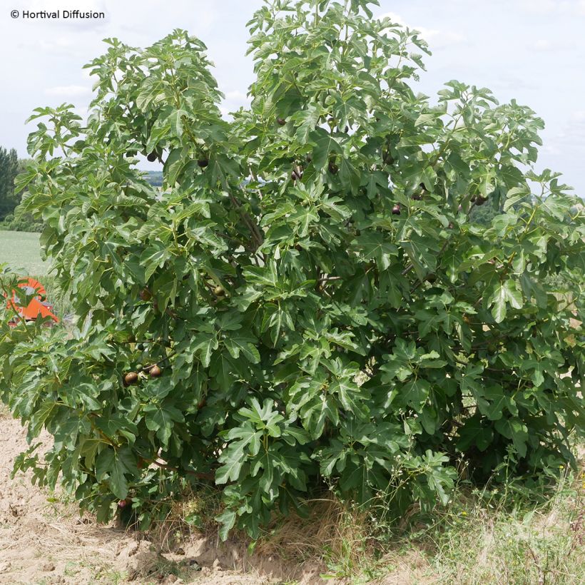 Figuier Rouge de juillet - Ficus carica (Port)