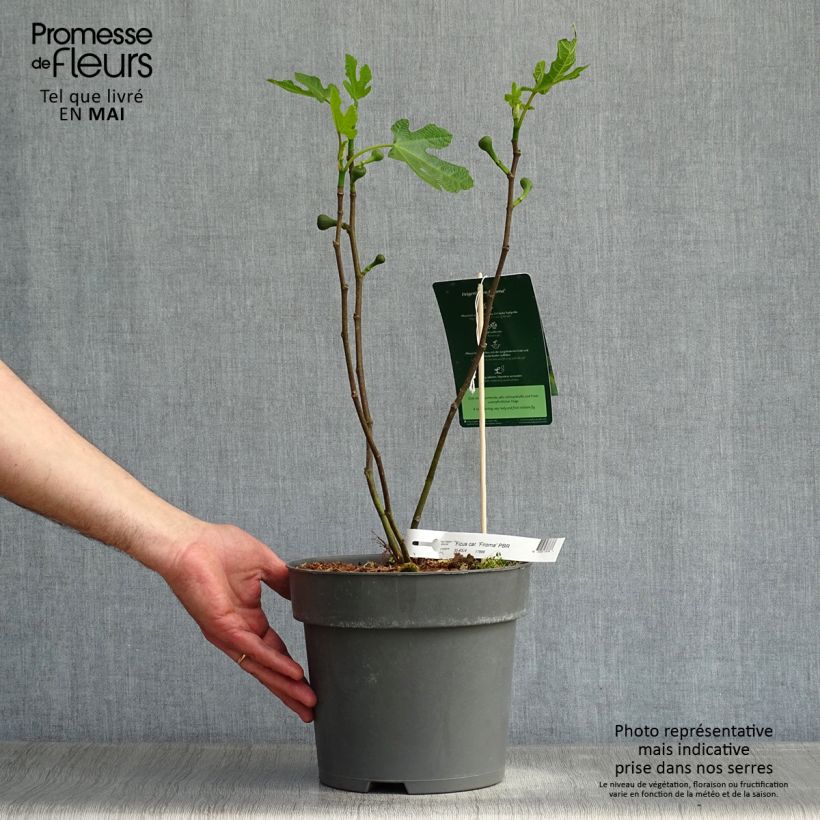 Spécimen de Figuier Firoma - Ficus carica Pot de 2L tel que livré au printemps
