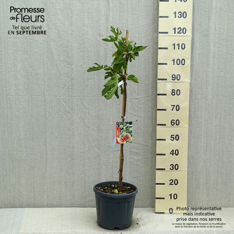 Spécimen de Figuier Goutte d'Or Pot de 7,5L/10L, Demi-Tige tel que livré en été