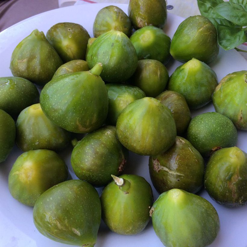 Figuier Gustis Ficcolino - Ficus carica (Récolte)