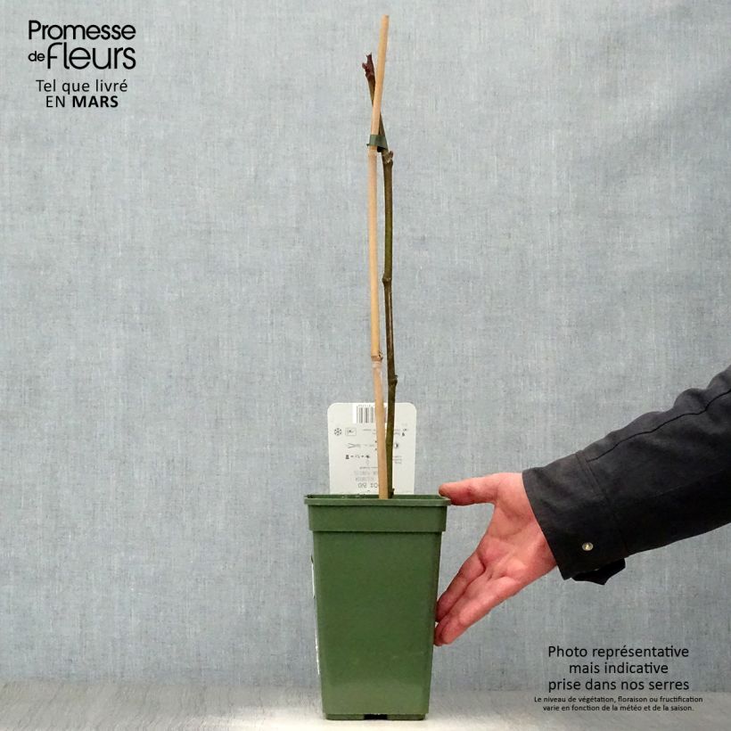 Spécimen de Figuier Gustissimo Perretta - Ficus carica Pot de 2L/3L tel que livré au printemps