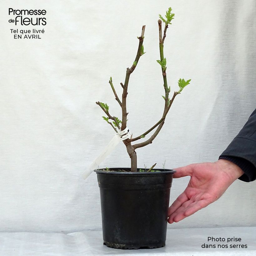 Spécimen de Figuier Icecrystal - Buisson en pot de 4L/5L Scion tel que livré au printemps