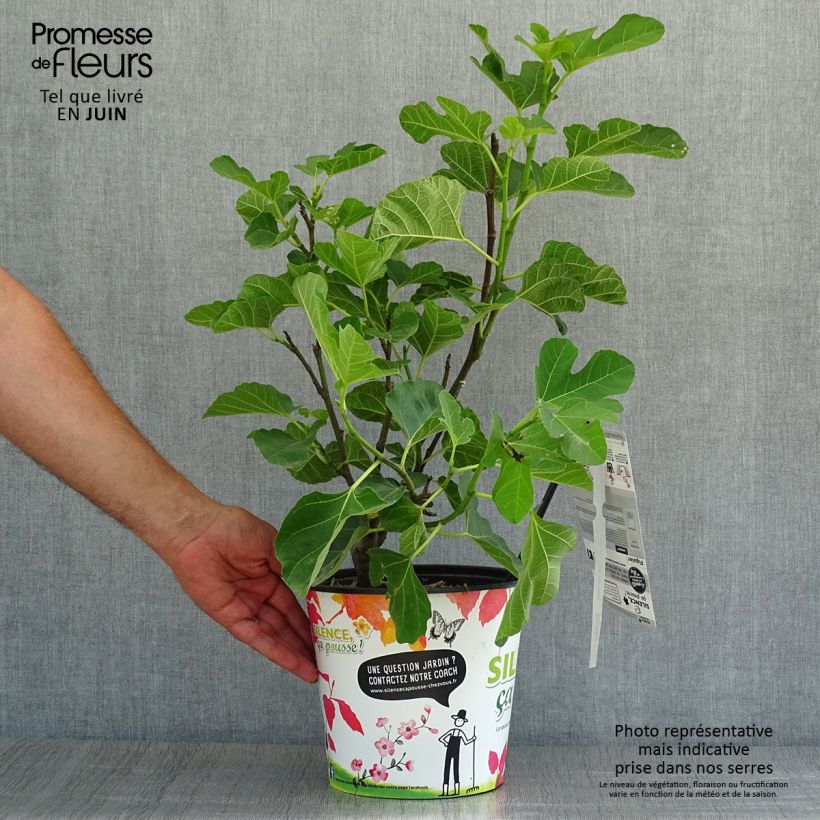 Spécimen de Figuier Jannot - Ficus carica  Pot de 4L/5L tel que livré en été