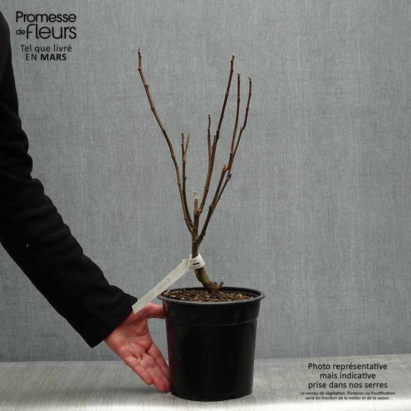 Spécimen de Figuier Jannot - Ficus carica en pot de 4L/5L tel que livré au printemps