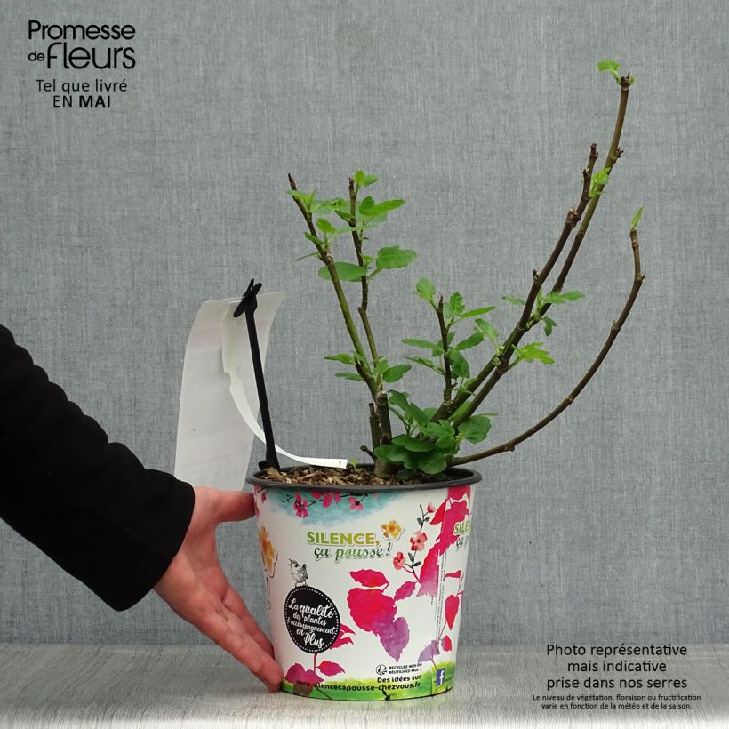 Spécimen de Figuier Jordan - Ficus carica Pot de 4L/5L, BuissonHauteur livrée env. 50/60cm tel que livré au printemps