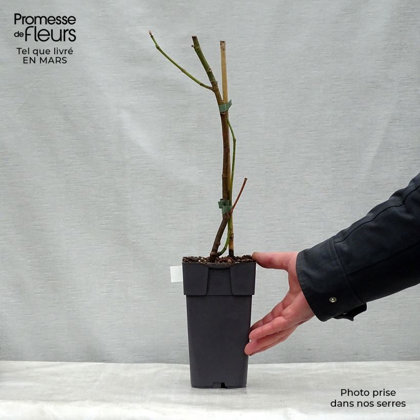 Spécimen de Figuier Madeleine des 2 saisons - Pot de 2L tel que livré au printemps