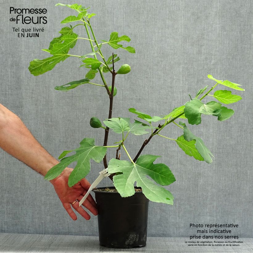 Spécimen de Figuier Madeleine des 2 saisons Pot de 4L/5L, Buisson tel que livré en été