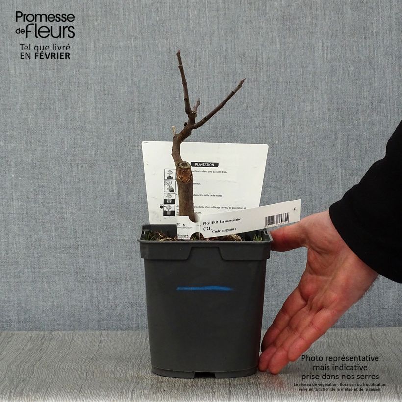 Spécimen de Figuier Marseillaise - Ficus carica    Pot de 2L/3LHauteur livrée env. 40/50cm tel que livré en hiver