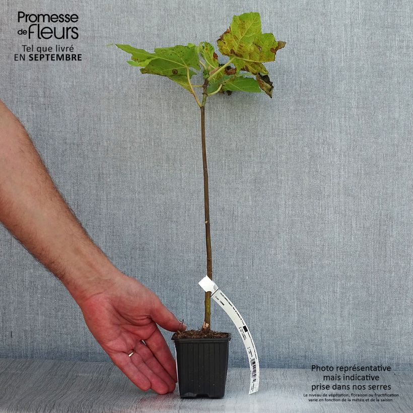 Spécimen de Figuier Noire de Bellone - Ficus carica Godet de 8/9 cm tel que livré en été