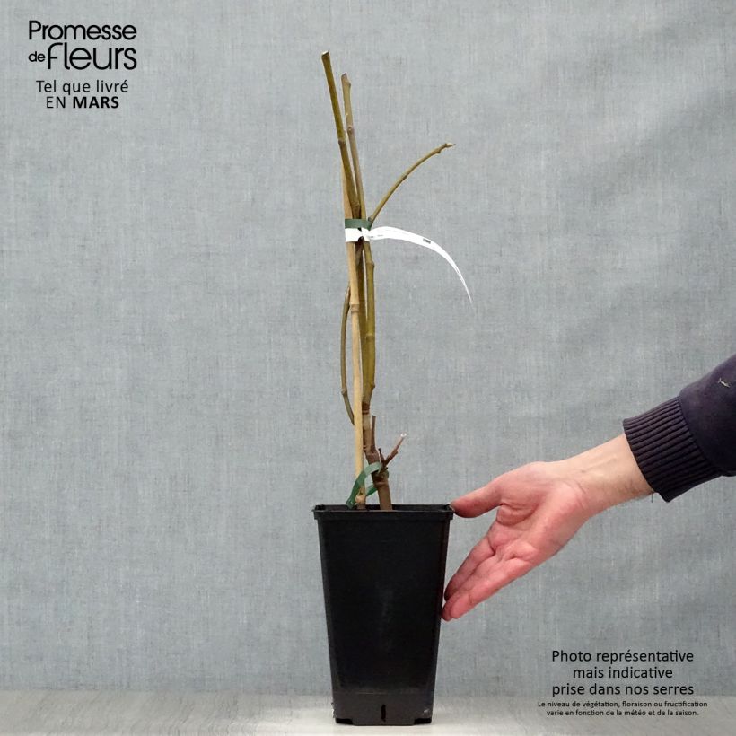 Spécimen de Figuier Noire de Bellone - Ficus carica Pot de 2L/3L, BuissonHauteur livrée env. 30/40cm tel que livré au printemps