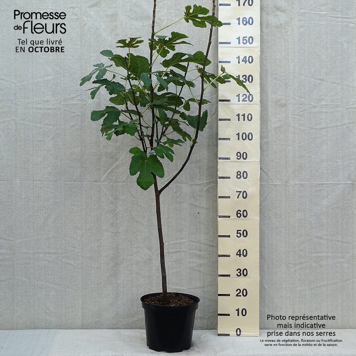 Figuier 'Panachée' Ficus Carica - Conteneur 2 à 2.9 Litres - Variété Unifère, Figues Rouges Sucrées