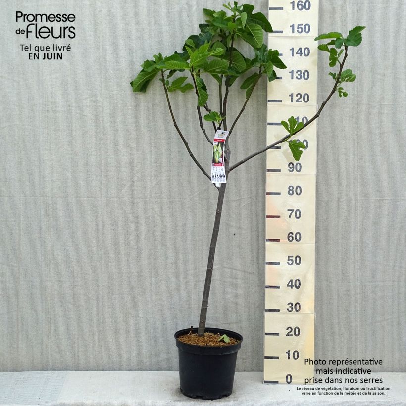 Spécimen de Figuier Panachée - Gobelet en pot de 10L tel que livré au printemps