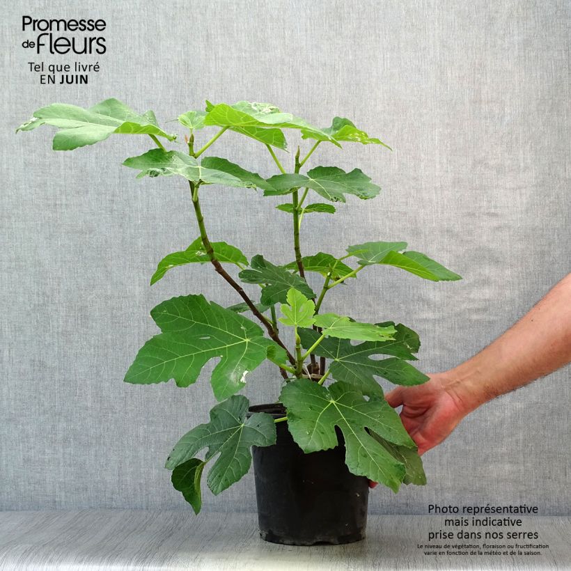 Spécimen de Figuier Panachée Pot de 4L/5L, Buisson tel que livré en été
