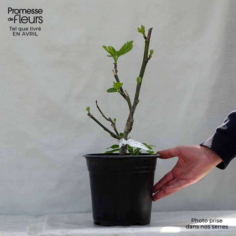 Spécimen de Figuier Panachée - Pot de 4,5L tel que livré au printemps