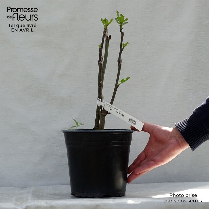 Spécimen de Figuier Rouge de Bordeaux - Pastilière Pot de 4L/5L, BuissonHauteur livrée env. 40/50cm tel que livré au printemps
