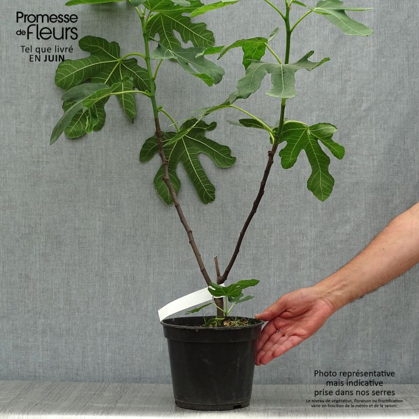 Spécimen de Figuier Rouge de Bordeaux - Pastilière Pot de 4L/5L, Buisson tel que livré en été