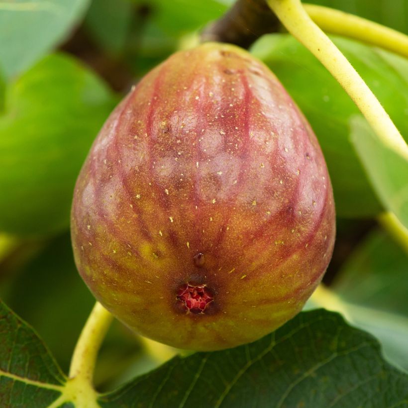 Figuier Terza - Ficus carica (Récolte)