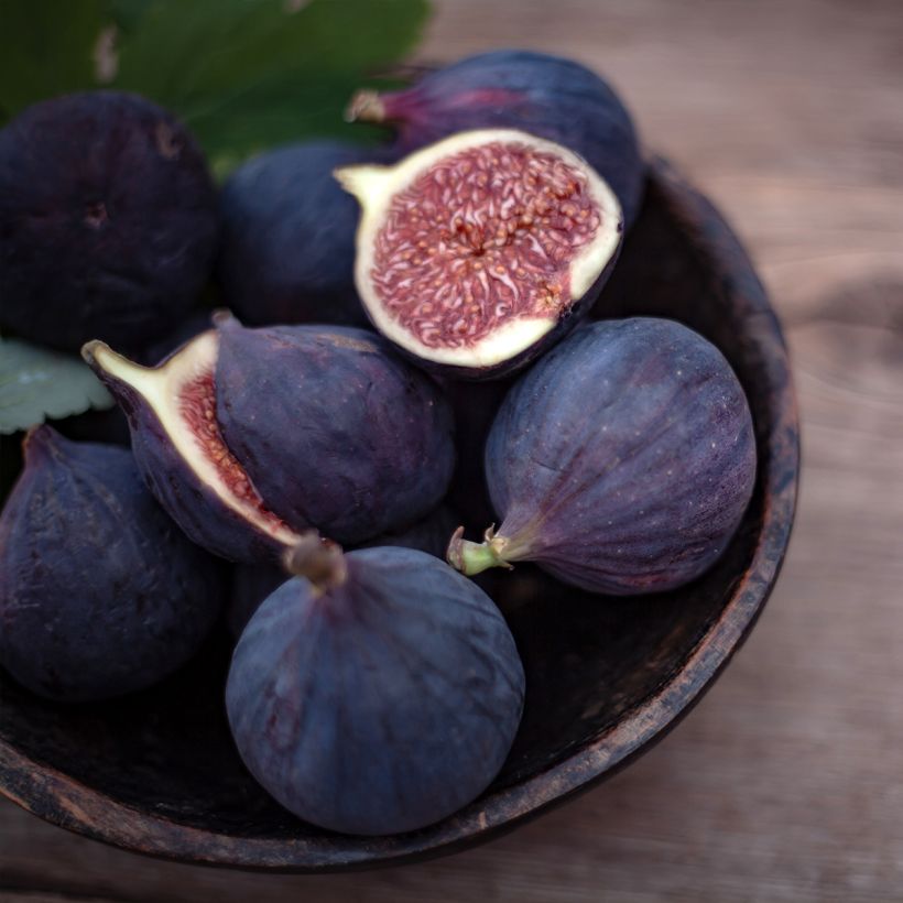 Figuier Violette D'argenteuil - Ficus carica (Récolte)