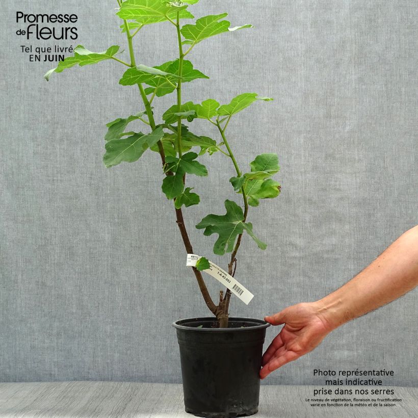 Spécimen de Figuier Violette Dauphine Pot de 3L/4L, Buisson tel que livré en été