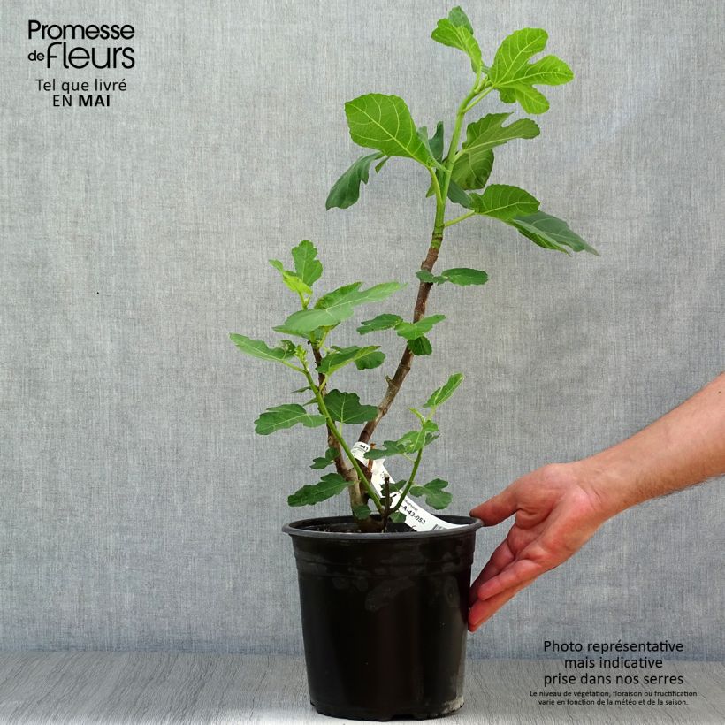 Spécimen de Figuier Violette Dauphine Pot de 3L/4L tel que livré au printemps