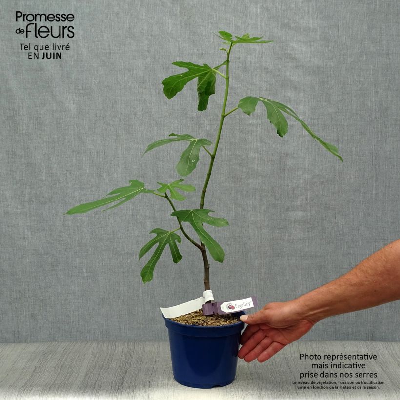 Spécimen de Figuier nain Figality - Ficus carica Pot de 2L/3L, Buisson tel que livré en été