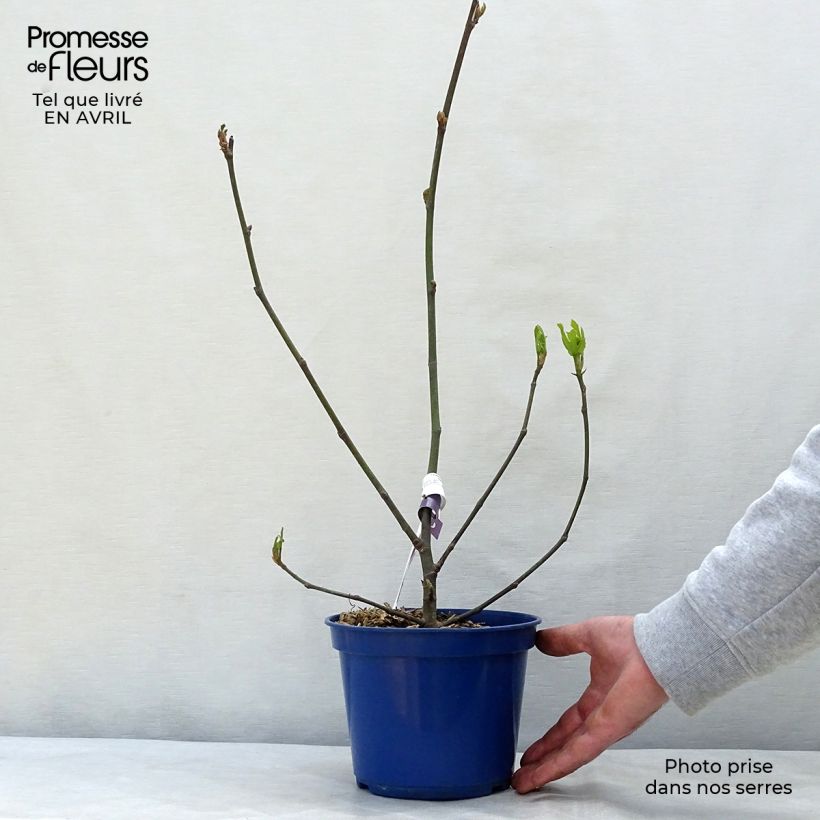 Spécimen de Figuier nain Figality - Ficus carica Pot de 2L/3L, BuissonHauteur livrée env. 20/30cm tel que livré au printemps