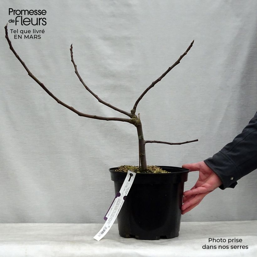 Spécimen de Figuier nain Figality - Ficus carica Pot de 7,5L/10L, BuissonHauteur livrée env. 60/80cm tel que livré au printemps