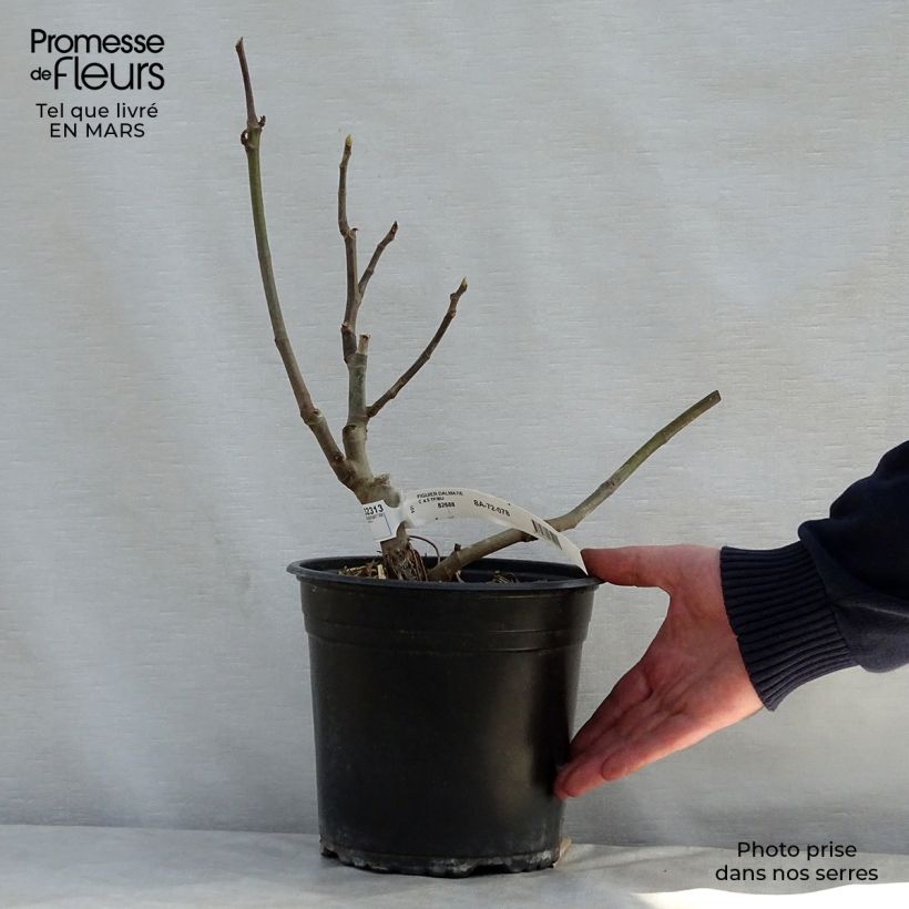 Spécimen de Figuier précoce de Dalmatie - Ficus carica en pot de 4L/5L tel que livré au printemps