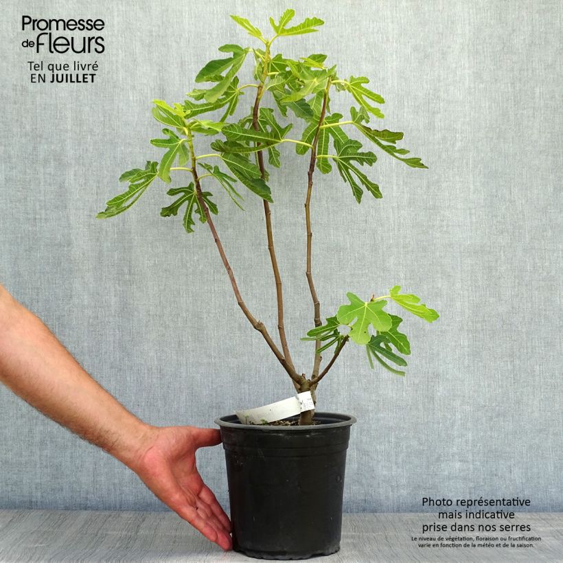 Spécimen de Figuier précoce de Dalmatie - Ficus carica Pot de 4L/5L, Buisson tel que livré en été
