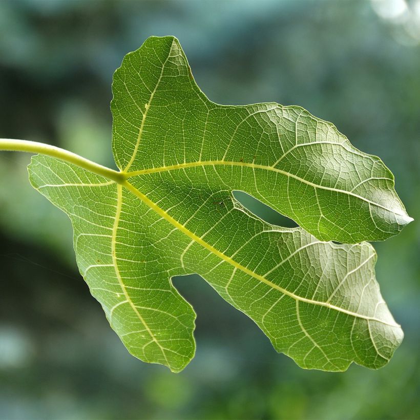 Figuier Violette Dauphine - Ficus carica (Feuillage)