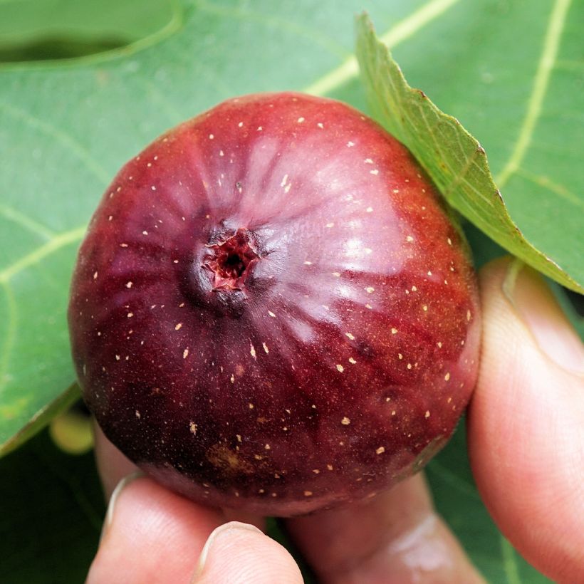 Figuier Violette Dauphine - Ficus carica (Récolte)